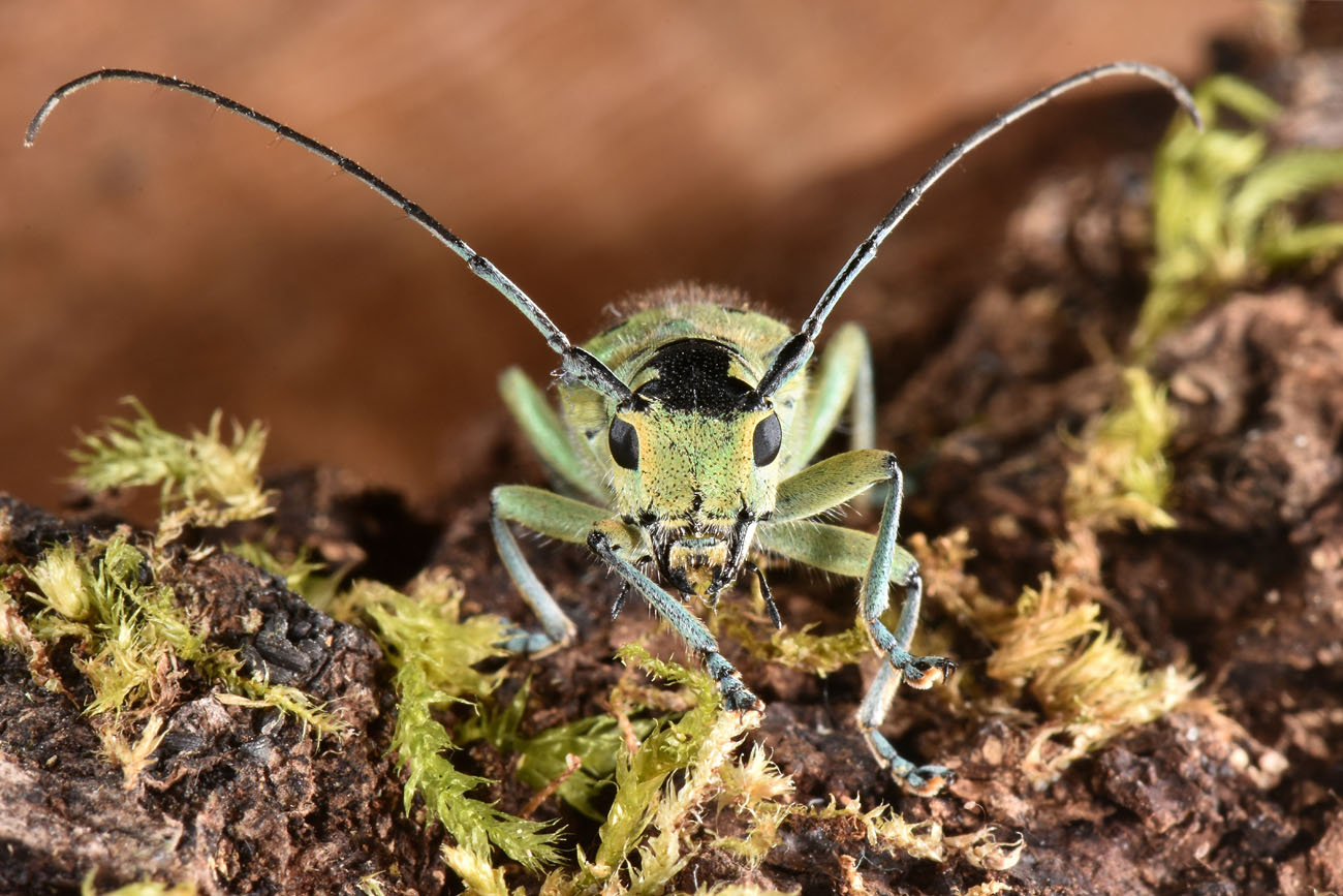 Cerambycidae:  Saperda punctata? S  !